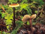 Auriscalpium vulgare - Fungi Species